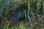 IMG_5108