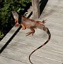 IMG_5142