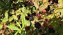 IMG_20170816_114417120