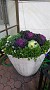 IMG_20171116_115135650
