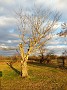 IMG_20181117_153909683