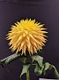 IMG_20191006_124153