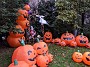IMG_20191031_153310