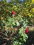 IMG_20201128_055255