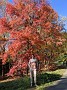 IMG_20201129_050602