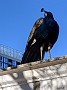 IMG_20201129_060349