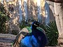 IMG_20201129_060359